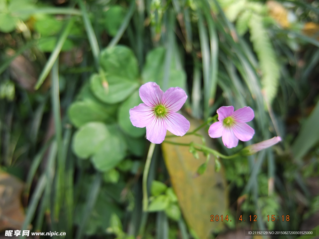 小花