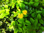 小黄花