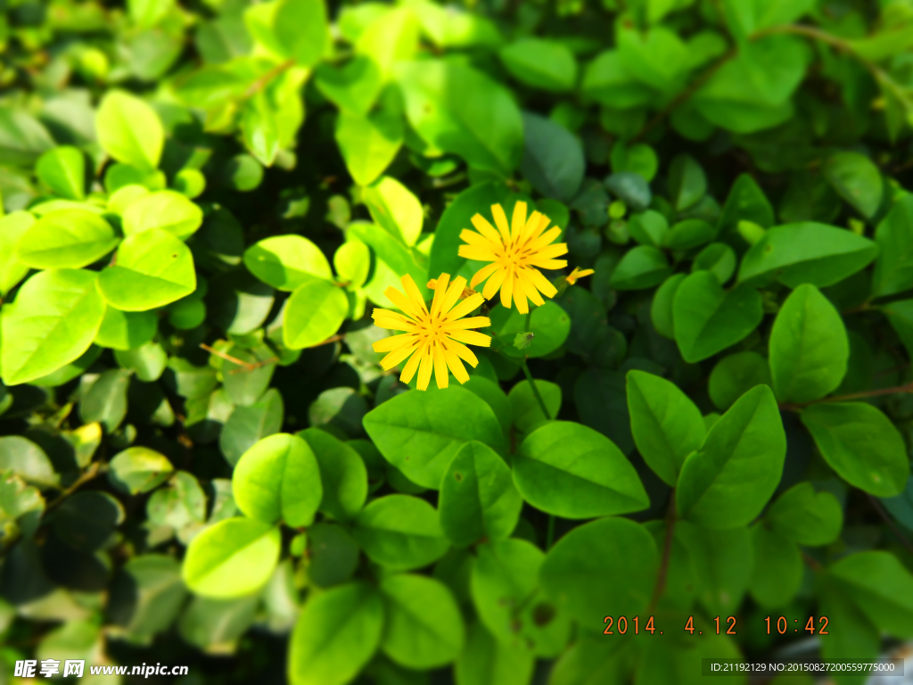 小黄花