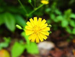 小黄花