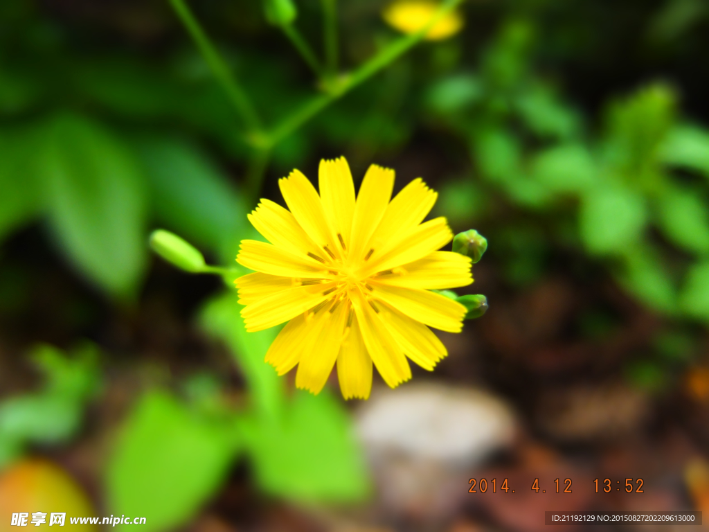 小黄花
