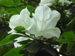 白杜鹃花