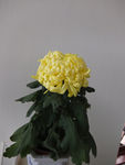 黄菊花