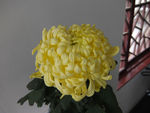 黄菊花