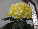 黄菊花
