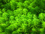 水草植物