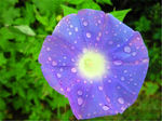 牵牛花