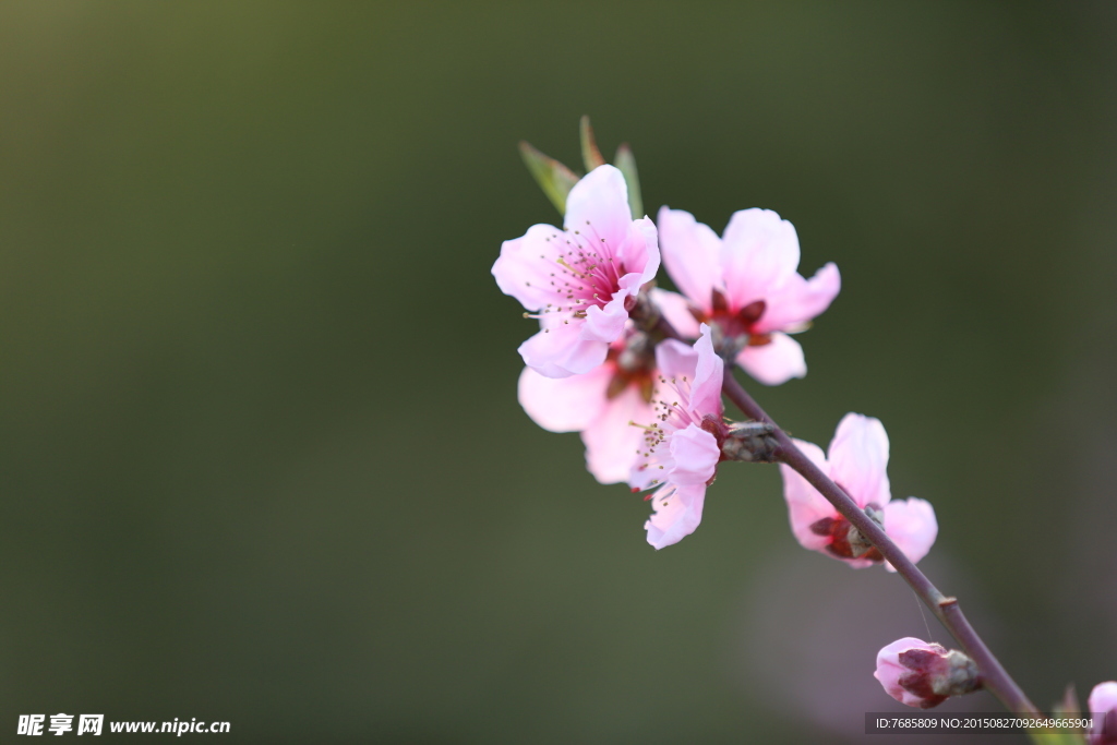 桃花