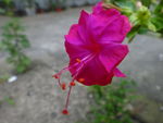 紫茉莉