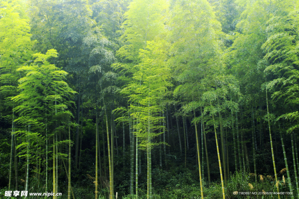 竹林背景