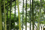 竹林景观