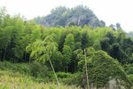 山石竹林
