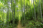 竹林羊肠小道