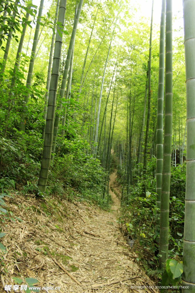 楠竹林羊肠小道