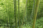 斜坡上竹林