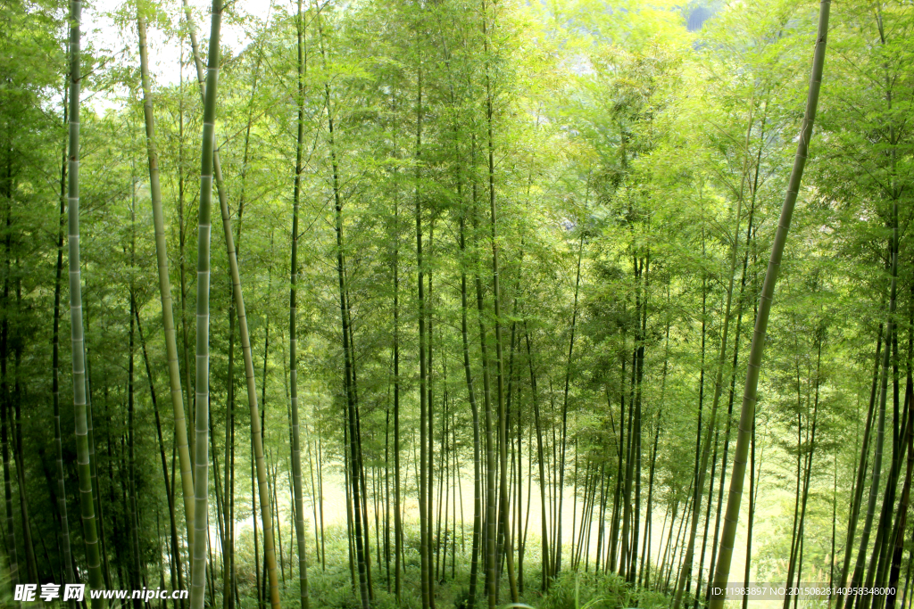 山坡下竹林