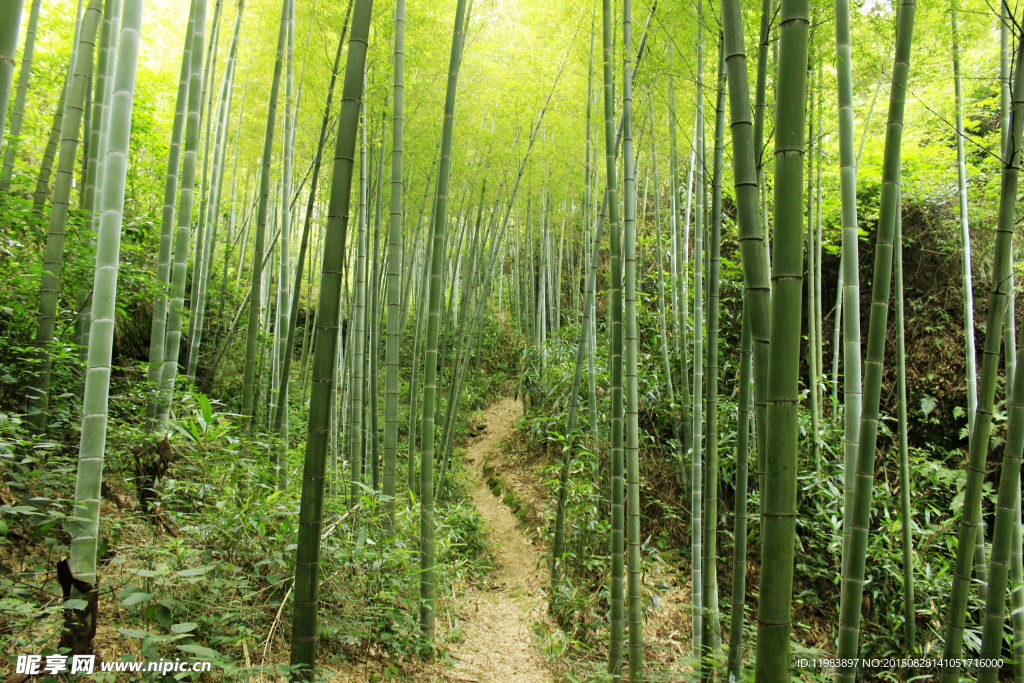 羊肠小道竹林