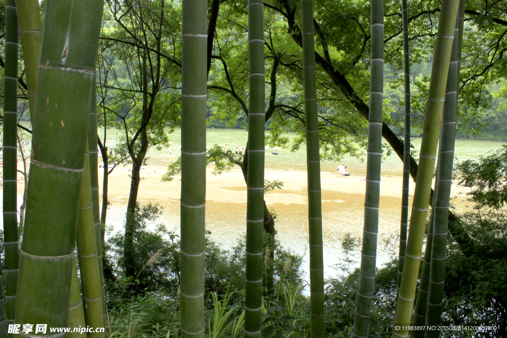 小竹林