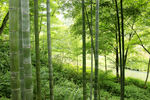 山坡小竹林