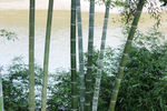 水边竹林