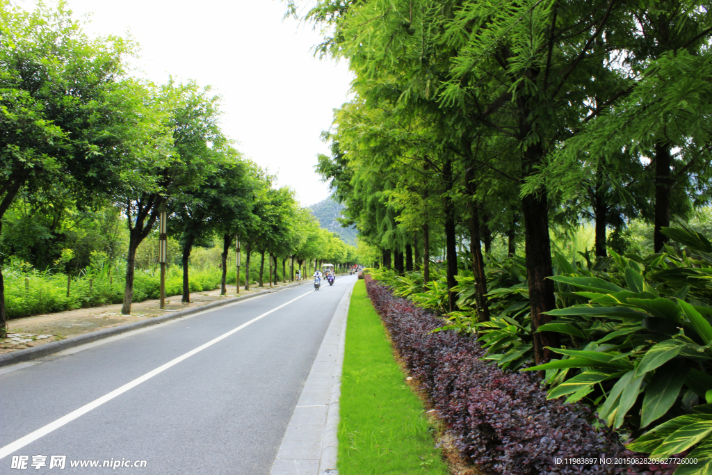 琴潭公路绿化带