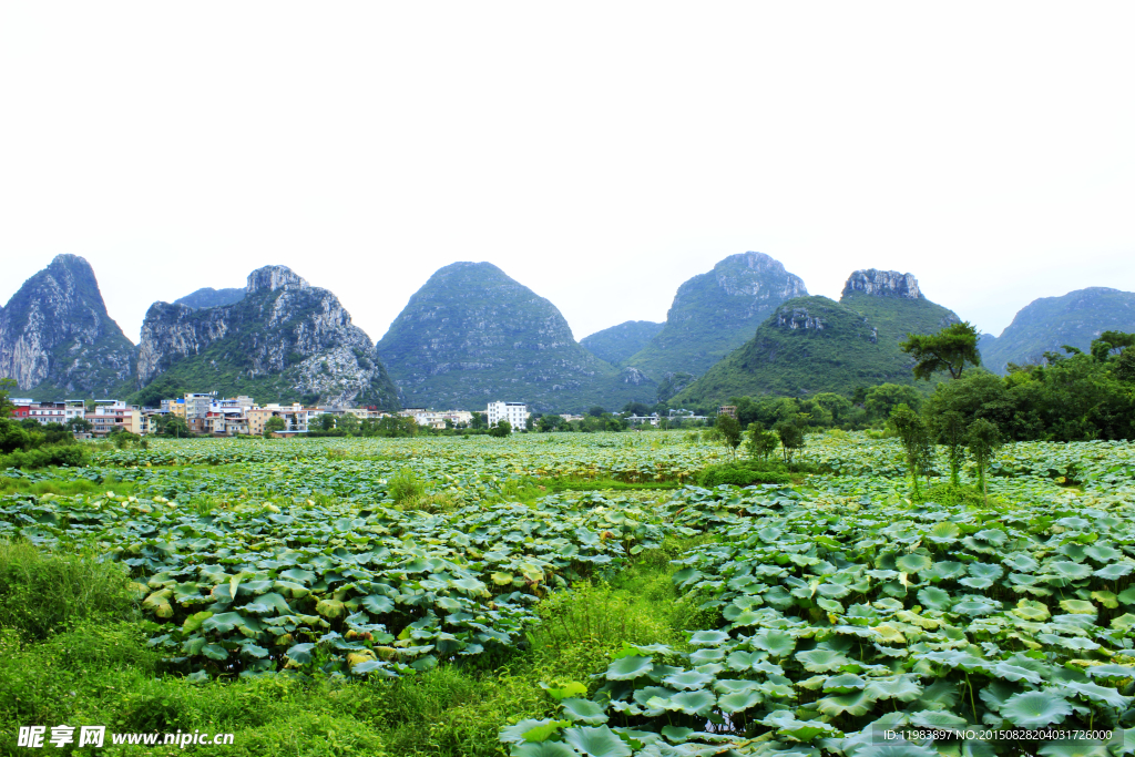 琴潭村荷塘风光