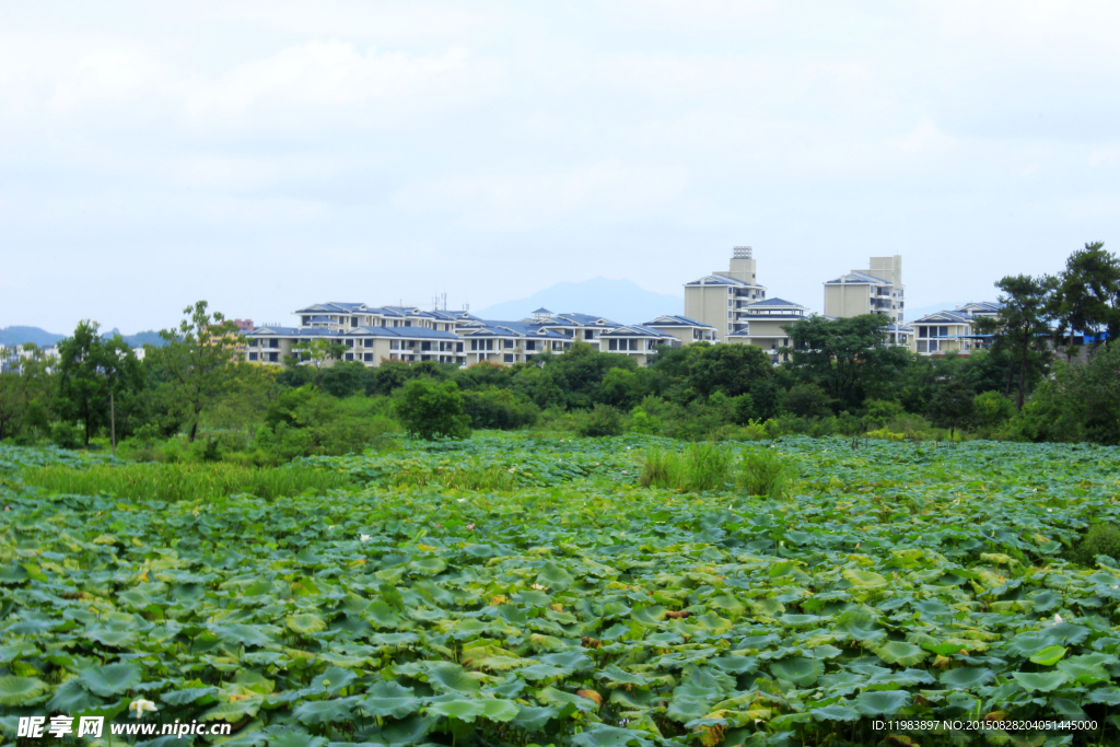 琴潭村荷塘景观