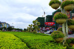 城区绿化带
