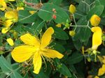 黄花