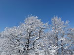 冬天的雪景树