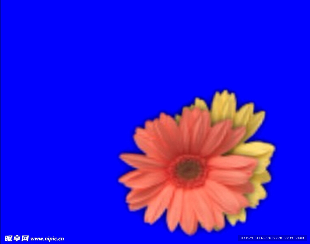花朵动态视频