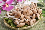 茶树菇