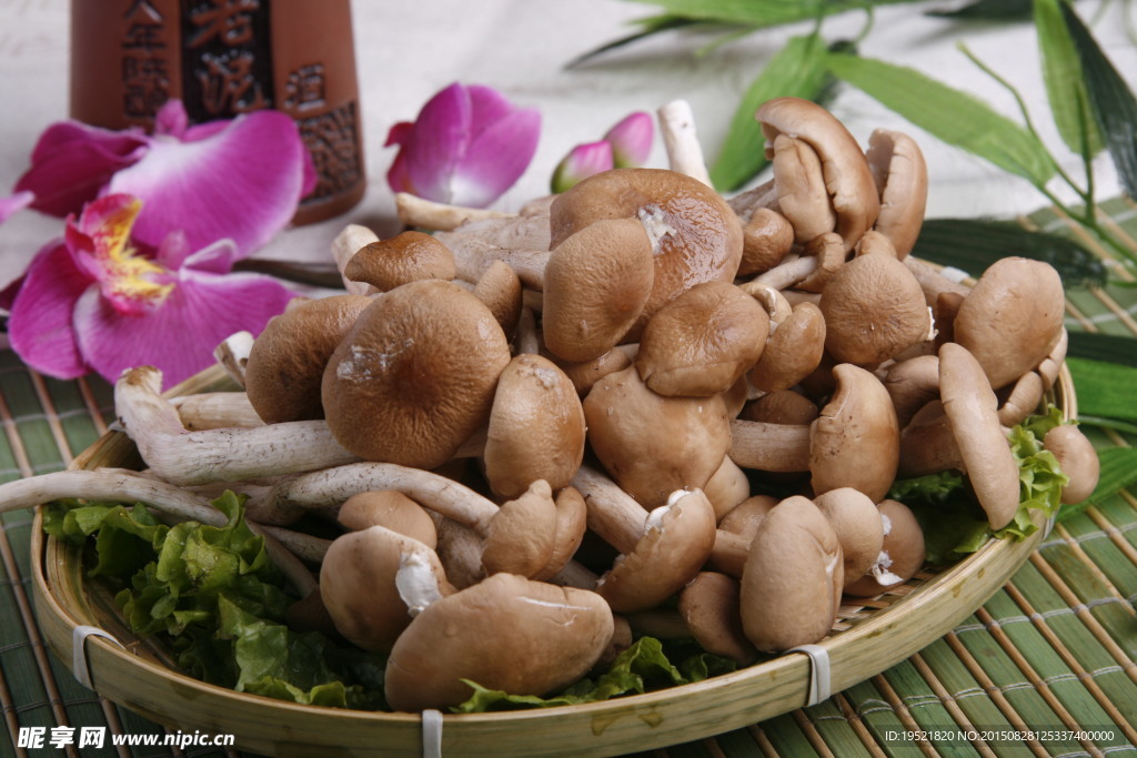 茶树菇