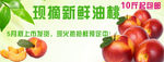 油桃现卖 商城首图banner