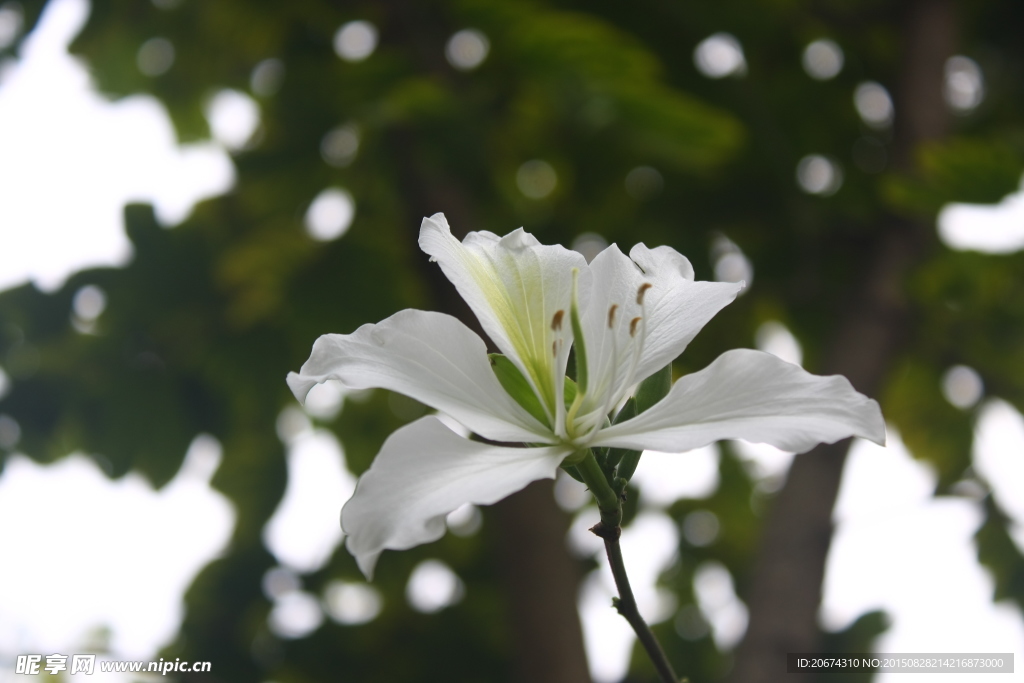 白色鲜花