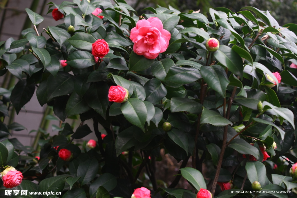 红色山茶花