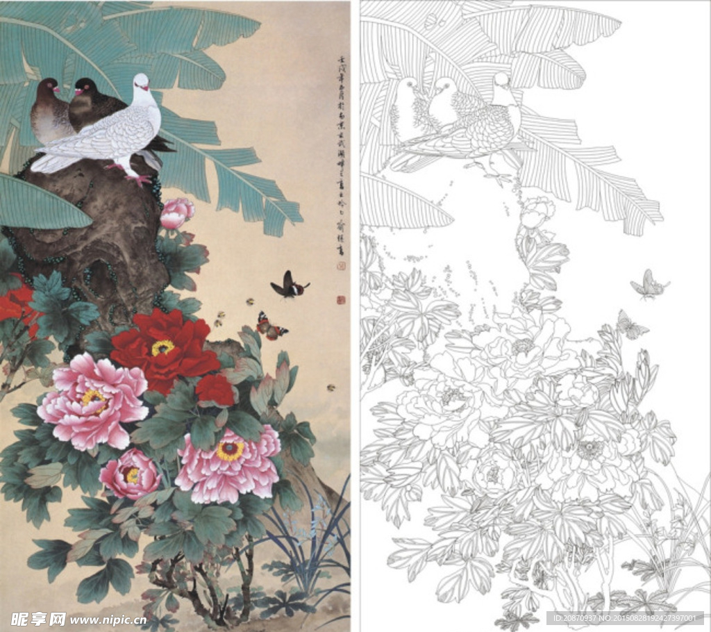 白鸽 牡丹