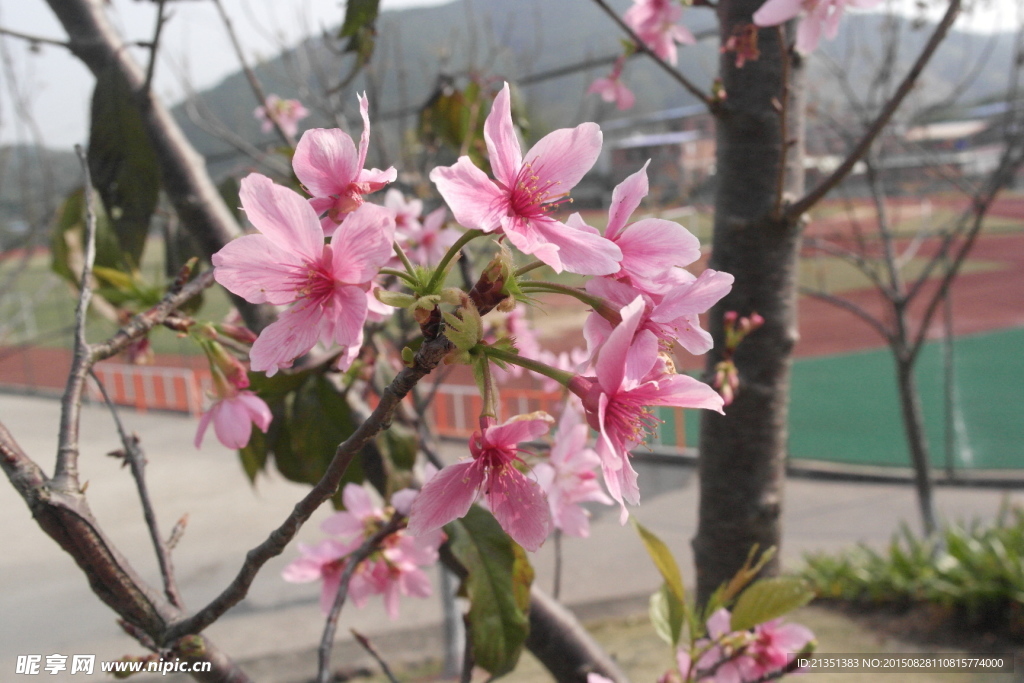 粉色樱花