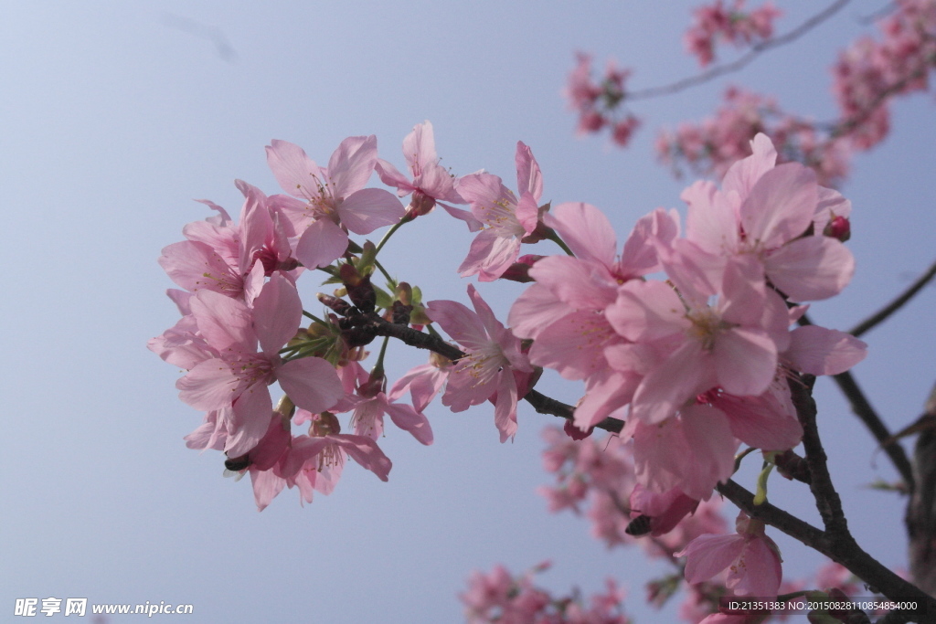 粉色樱花