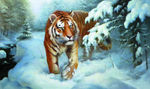 雪林猛虎