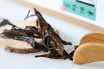 单枞红茶