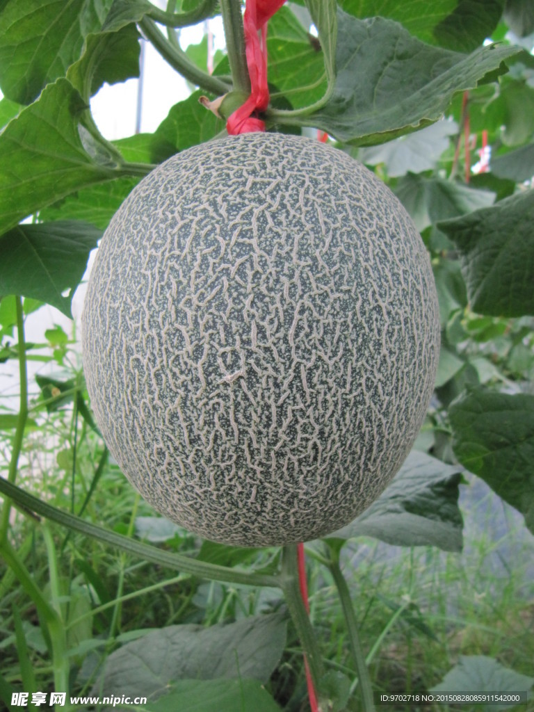 甜瓜