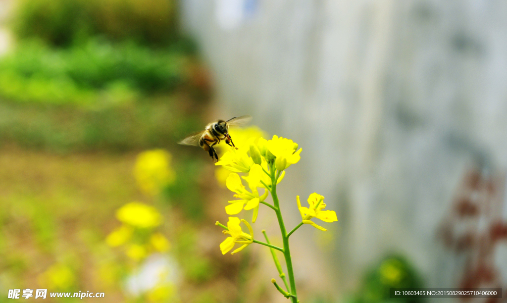 蔬菜园地 蜜蜂采蜜