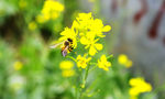 蔬菜园地 蜜蜂采蜜