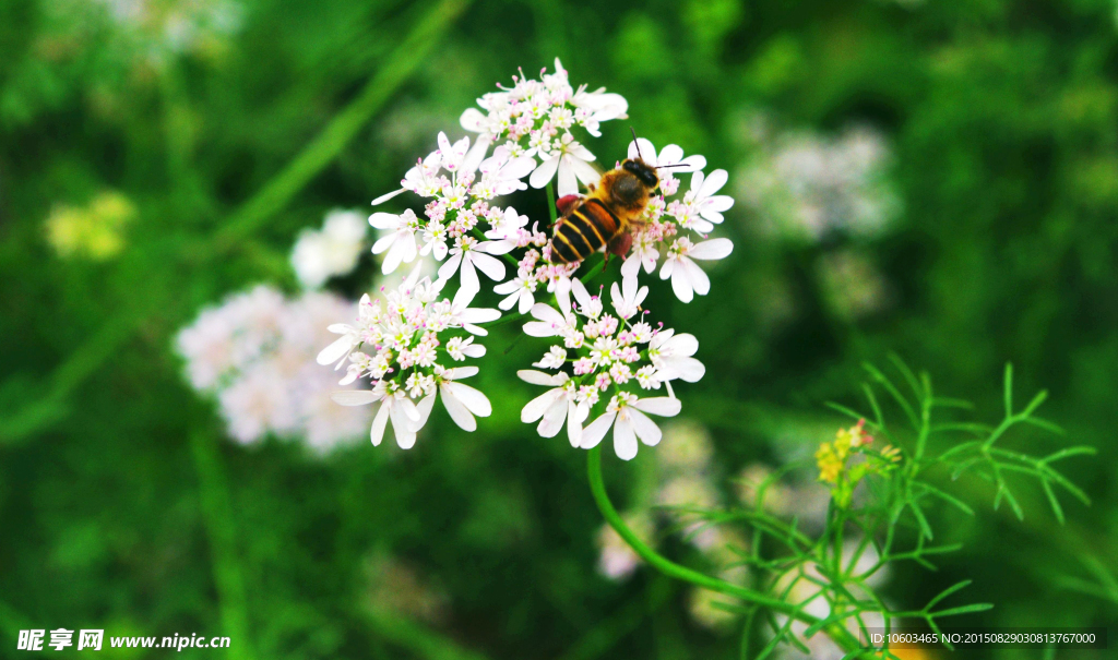 蜜蜂采花 芫荽菜花