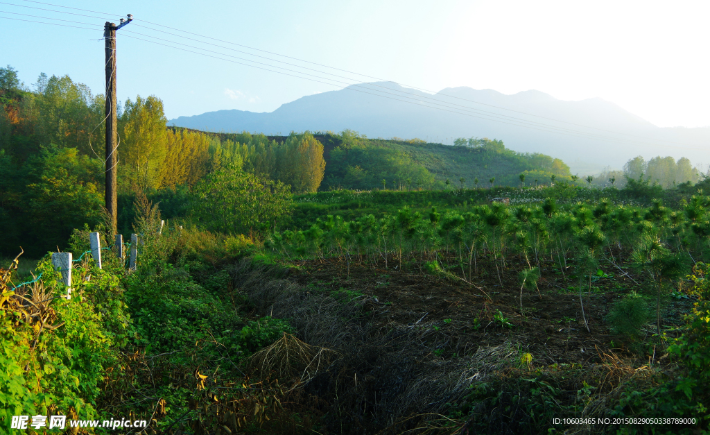 秦岭山马尾松