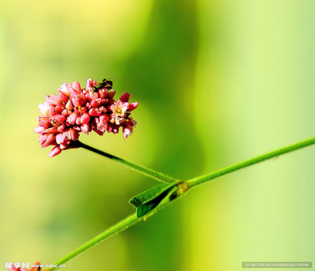 荭草