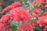 菊花特写