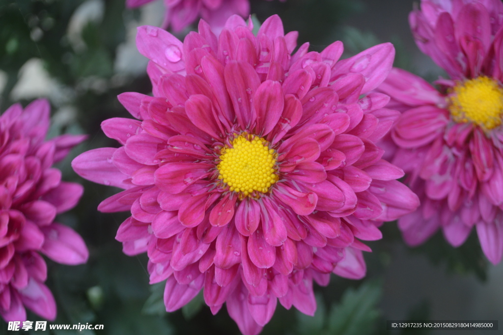 菊花