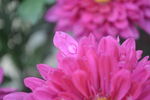 露水菊花花瓣